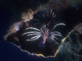 "Pterois volitans" in  the hatchway  of the wreck  of Cedar Pride, Gulf of Aqaba.
Nikonos 15 mm+ Ikelite strobe 